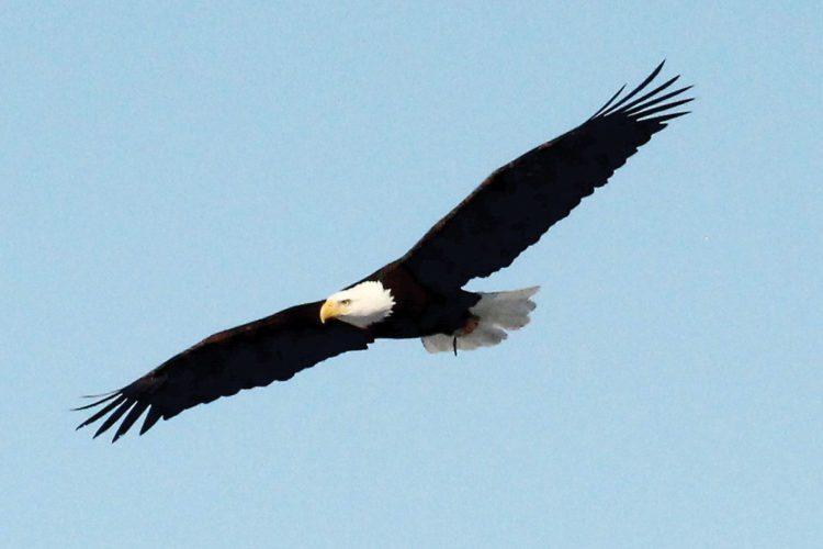 Soaring with the eagles News, Sports, Jobs The Daily News
